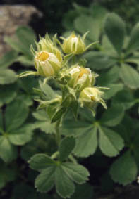 Potentilla nivalis